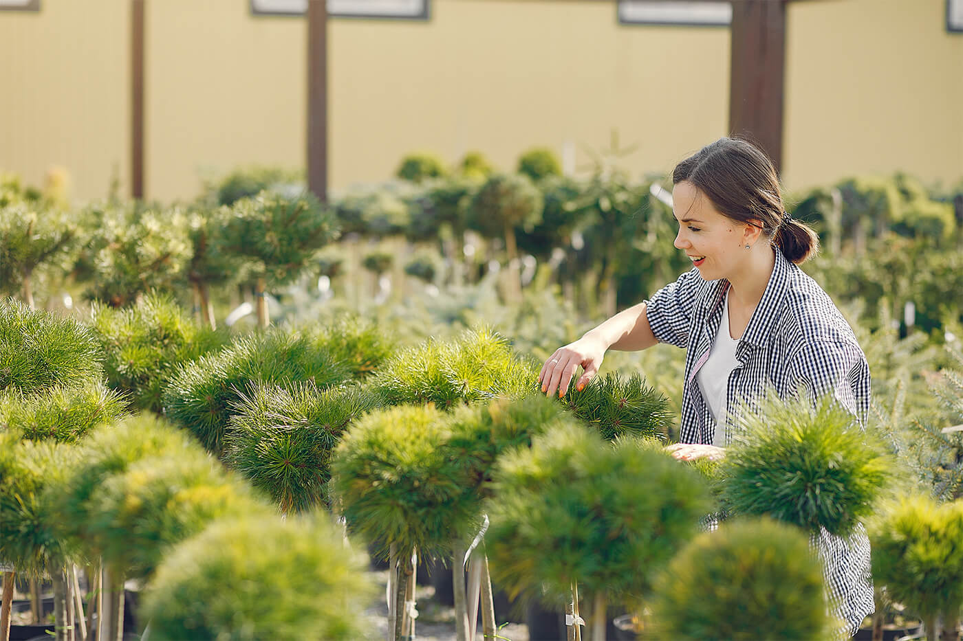 Bomen bestellen online