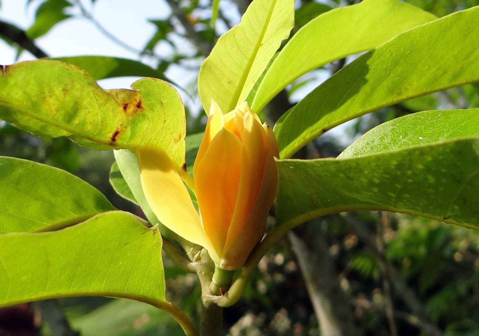 beverboom-magnolia-yellow-river-bestellen-bezorgen